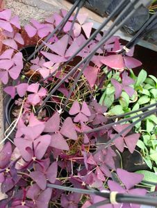 Oxalis Triangular Plant