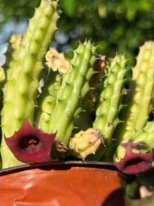 Cactus