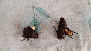 2 Jade cuttings with roots, 2canna lily rhizomes