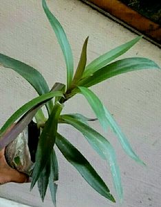 Moses in the Cradle Plant 🌵