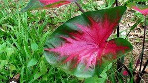 Caladium Plant