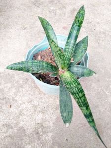 Sansevierias Air Purifying Plants