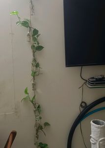 2 Set Of Bottle Decor