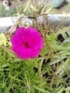 Combo Of 15 Colours Mixed Portulaca Plant