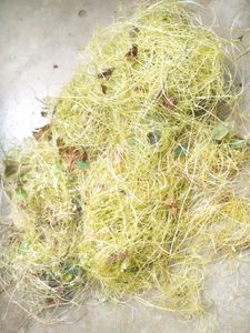Mohini Amar Bel Lata Plant