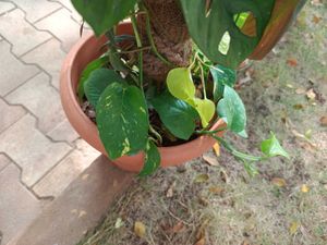money plant , philendron, monstera plan