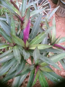 10 Live Root Plants