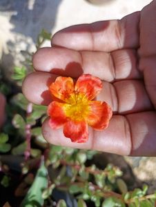 Combo Of Bud Rose/9&#39;o Clock