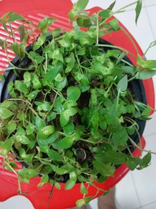 4  Combo Hanging Plants