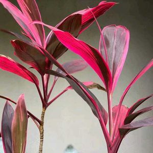 Cordyline Plant in Pot