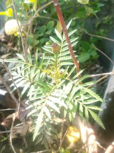 1 PIC Vibrant Orange Marigold