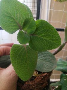Ajwain Plant Cutting Easy To Grow