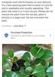 Peperonima Live Rooted Plant With Pot
