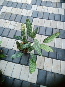 10 Live Root Plants