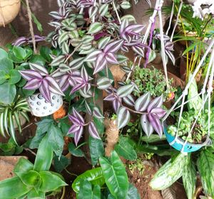 Wandering Jew