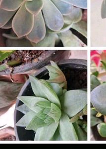 15 Plant Pack (Free Shipping)