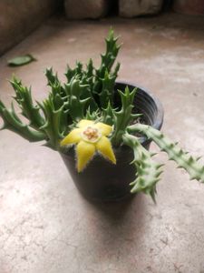 Unique Yellow Flower Cactus Only Cutting