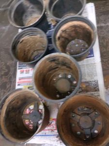 7 Black Nursery Plastic pots
