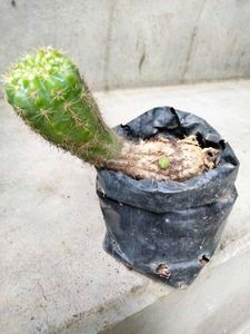 Cactus And Secculents Combo