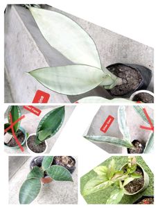 Assorted Sansevierias And Snygonuims Combo