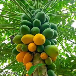 Papaya And Lau Combo Seeds Both Pack Of  50 Pieces