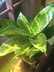 Snake Plant - Easy Indoor Plan
