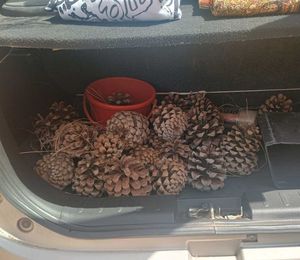 Natural Pine Cones New ( Fresh )Set Of 3
