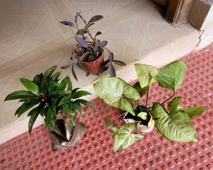 Set 3 Arrohead &amp; Pink Heart &amp; Syngonium Plants