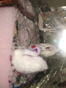 Cute Shohpyes