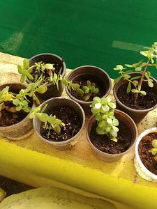 Jade Plant/Kuber Plant