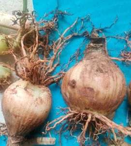 🌾 Pink Lily Bulb (Pack of 2)