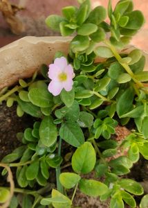 Portulaca 8 Colour