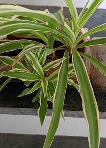 spider plant with babies