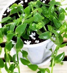 Live Plants