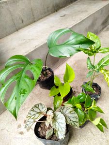 Assorted Houseplant Bundle