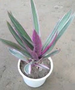 BUY ONE GET TWO Rhoeo Plant For Interior./outdoor