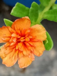 Sindrella &amp; Moss Rose Cuttings