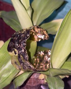 Statement Gold Cuff Bracelet