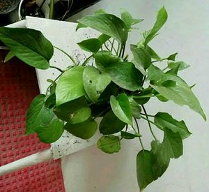 Set 2 Money &amp; Dieffenbachias Amoen Plants