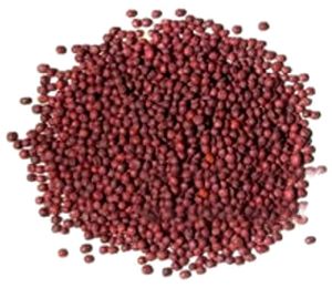 Salgon 1000 Seeds only Per Packet