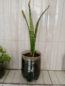 Snake Plant