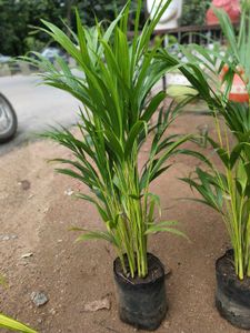 Areca Palm Plant