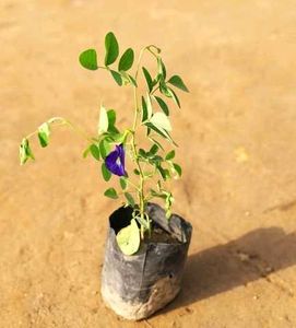 Blue Aprajita Plant