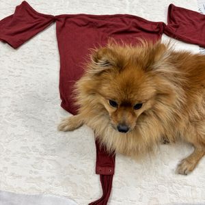 Trendy Off-Shoulder Bodysuit