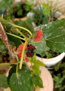 High Yielding Mulberry Fruit  Plant Stem Cuttings