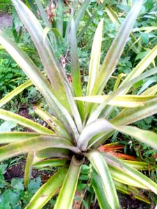 Very Healthy Live Fruits Plants