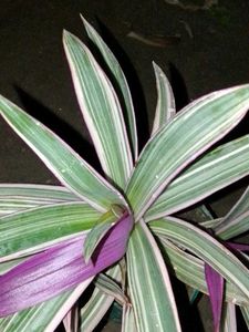 boat lily