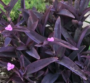 Purple Heart Plant