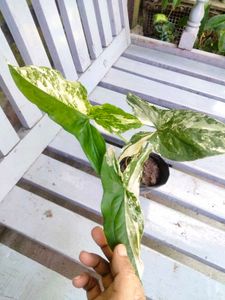 Variegated Combo