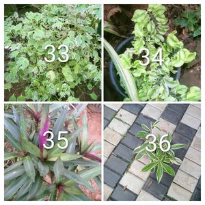You Can Select 15 Live Root Plants